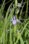 Giant blue iris